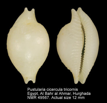 Pustularia cicercula tricornis.jpg - Pustularia cicercula tricornis (Jousseaume,1874)